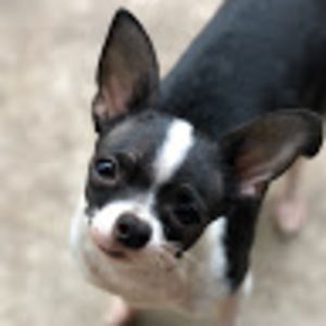 Meet your Posher, Zoe